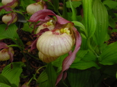 Enlarge photo 106