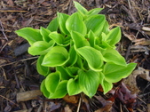 Requested Photos of Hostas