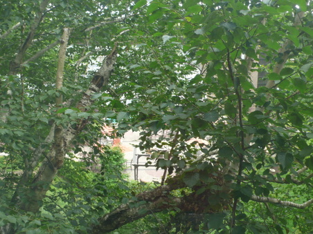 Enlarge photo 82