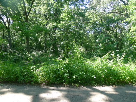 Enlarge photo 82