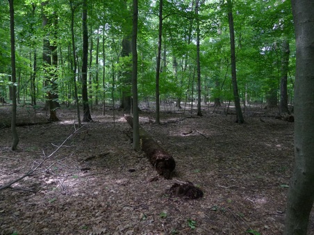 Enlarge photo 135