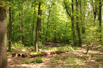 Enlarge photo 41