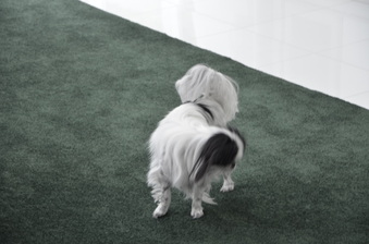 Enlarge photo 10