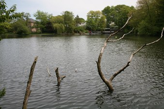 Enlarge photo 37