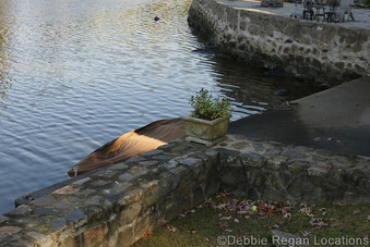 Enlarge photo 71