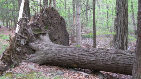 Enlarge photo 25