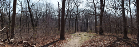 Forest Park
