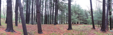 Enlarge photo 61