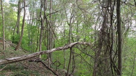 Enlarge photo 36