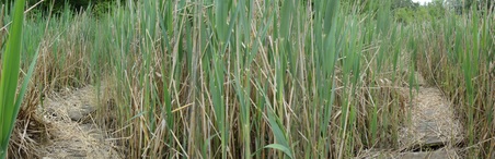 Leeds Pond