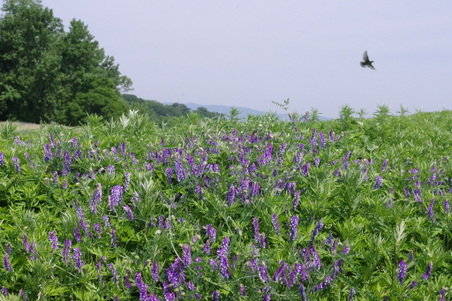 Enlarge photo 44