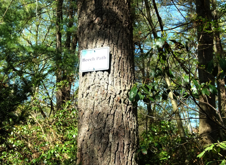 Beech Path
