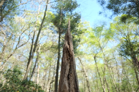 Enlarge photo 4
