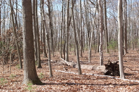 Enlarge photo 41