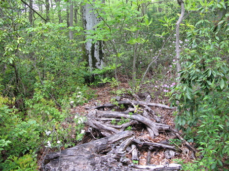Enlarge photo 5