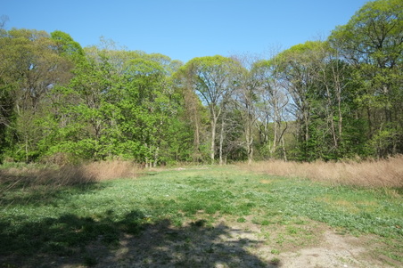 Planting Fields- Woods by Parking Lot