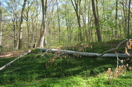 Enlarge photo 13