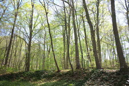 Enlarge photo 25
