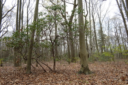 Enlarge photo 72