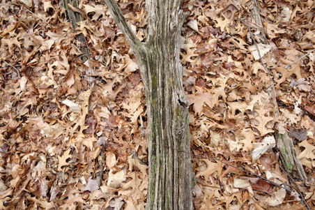 Enlarge photo 66