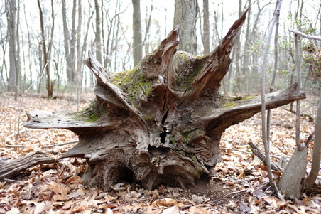 Enlarge photo 57