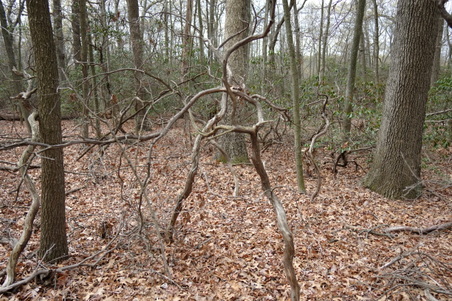 Enlarge photo 51