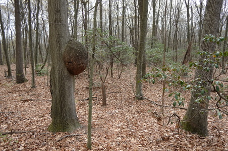 Enlarge photo 46