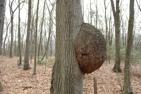 Enlarge photo 47
