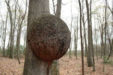 Enlarge photo 45