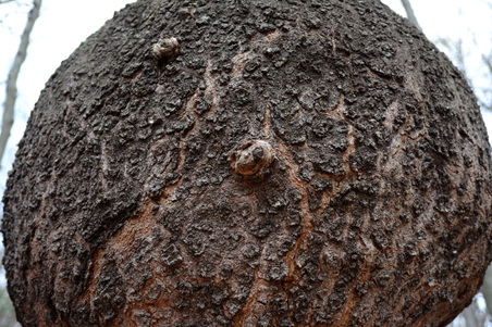 Enlarge photo 42