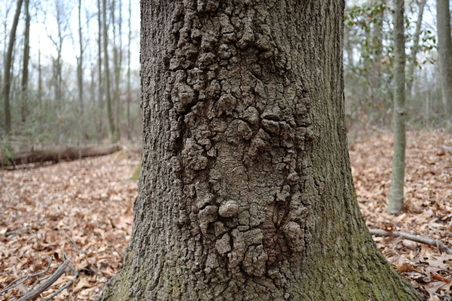 Enlarge photo 39