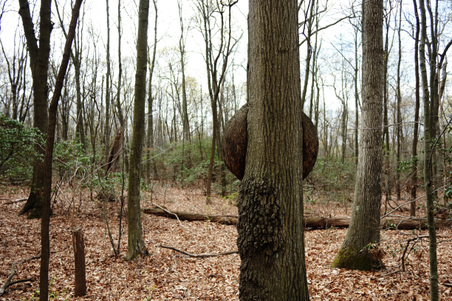 Enlarge photo 37