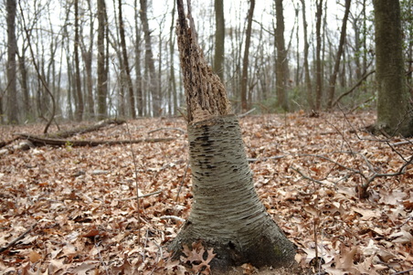 Enlarge photo 22