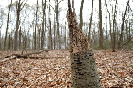 Enlarge photo 23