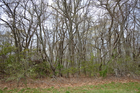 Planting Fields- Woods Shots