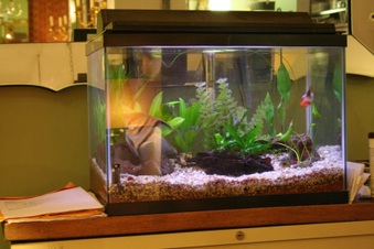 Enlarge photo 11