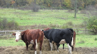 Rt. 416 - Orange County
