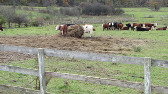Enlarge photo 11