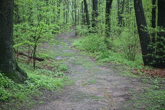 Enlarge photo 45