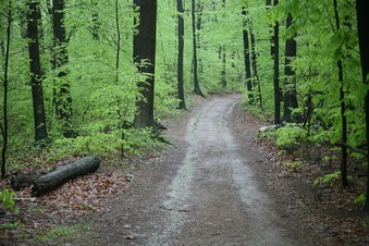 Enlarge photo 106