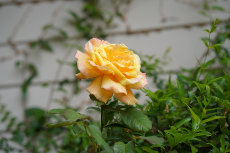 Enlarge photo 57