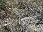 Enlarge photo 61