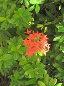 Enlarge photo 195