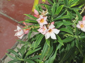 Enlarge photo 198