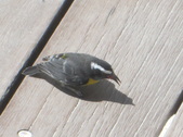 Enlarge photo 202