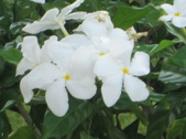 Enlarge photo 208