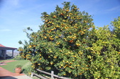 Enlarge photo 700