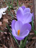 Enlarge photo 86