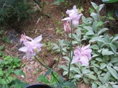 Enlarge photo 93