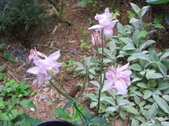 Enlarge photo 195